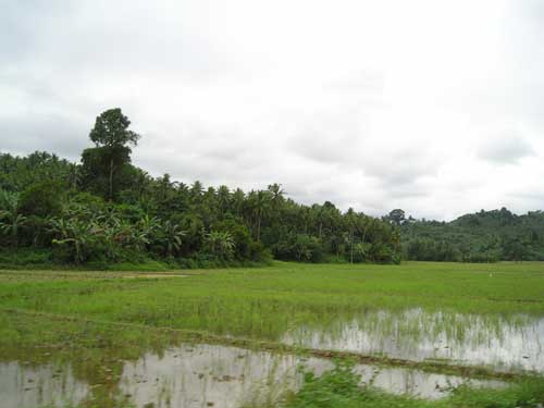 Terr�ngen utefter v�gen till Calapan